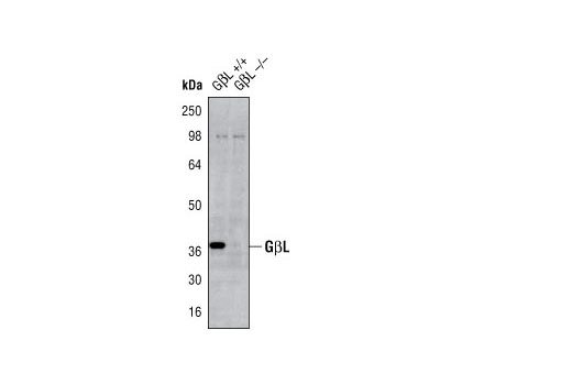 GβL (86B8) Rabbit mAb