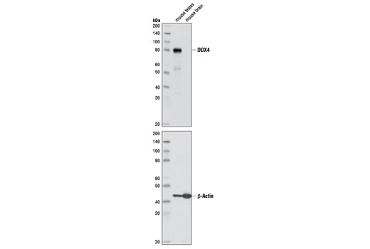 DDX4 (D10C5) Rabbit mAb