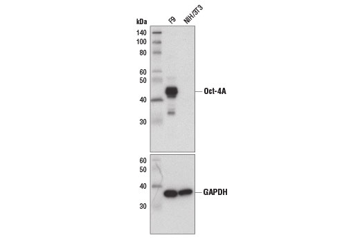 Oct-4A (D6C8T) Rabbit mAb (Mouse Specific)