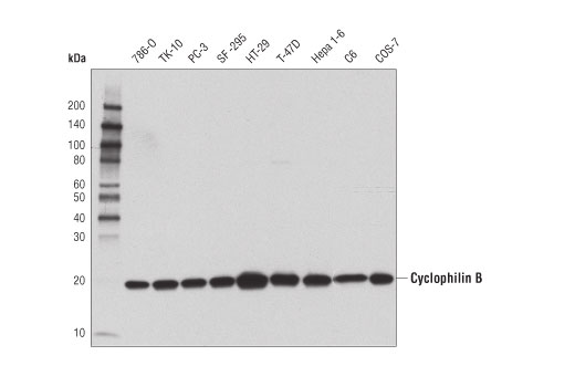 Cyclophilin B (D1V5J) Rabbit mAb