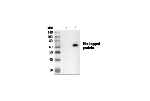 His-Tag (27E8) Mouse mAb