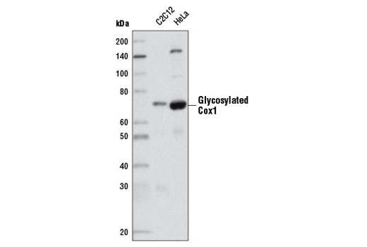 Cox1 (D2G6) Rabbit mAb