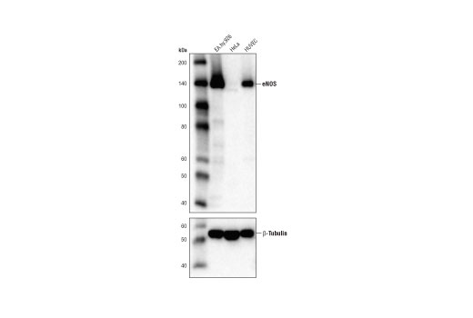 eNOS (D8A6N) Rabbit mAb