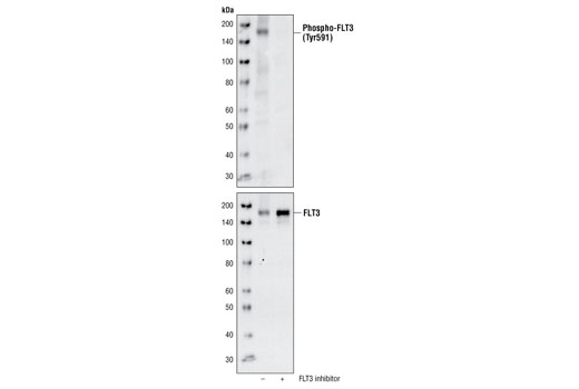Phospho-FLT3 (Tyr591) (33G6) Rabbit mAb