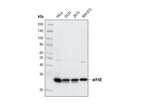 eIF4E (C46H6) Rabbit mAb