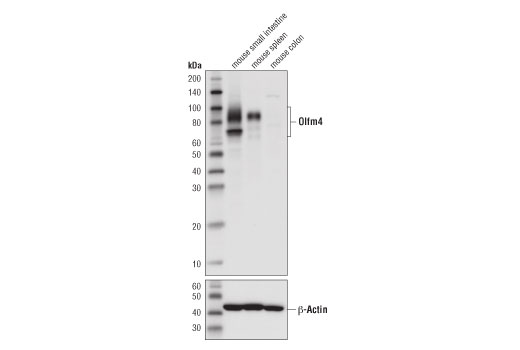 Olfm4 (D6Y5A) XP Rabbit mAb (Mouse Specific)