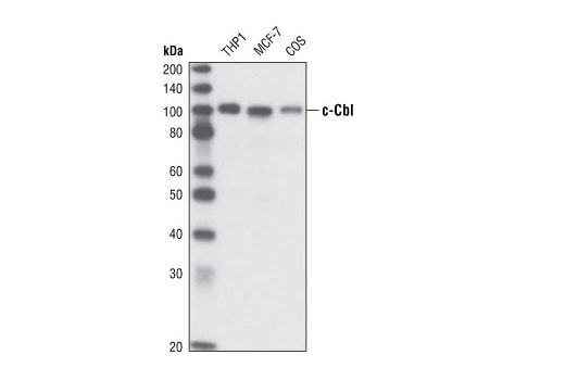 c-Cbl (C49H8) Rabbit mAb