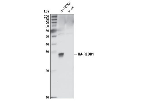 REDD1 Antibody