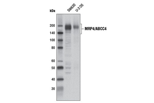 MRP4/ABCC4 (D2Q2O) Rabbit mAb