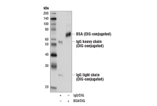 Digoxigenin (D8Q9J) Rabbit mAb