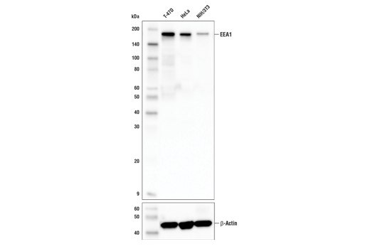 EEA1 (E9Q6G) Mouse mAb