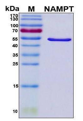 Recombinant Human Nicotinamide Phosphoribosyltransferase/Visfatin/Nampt