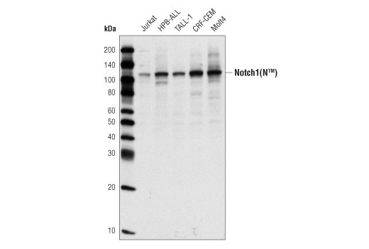 Notch1 (C44H11) Rabbit mAb