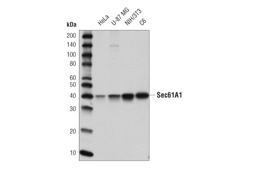 Sec61A1 (D7Q6V) Rabbit mAb