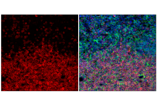 CD3 (17A2) Rat mAb (APC Conjugate)