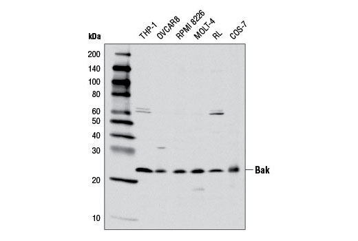 Bak (D2D3) Rabbit mAb