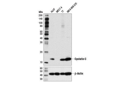 Cystatin C (D6U3E) Rabbit mAb