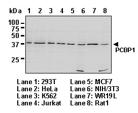 Anti-PCBP1 pAb