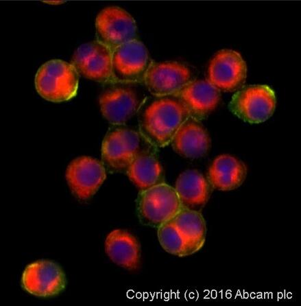 Anti-F4/80 antibody [CI:A3-1]