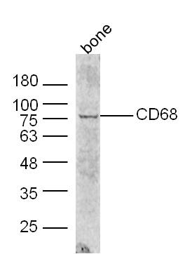 CD68抗体