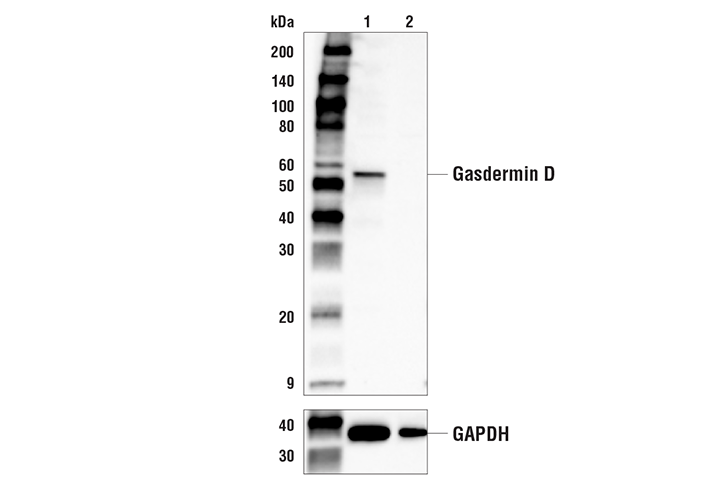 Gasdermin D (E4M2W) Rabbit mAb