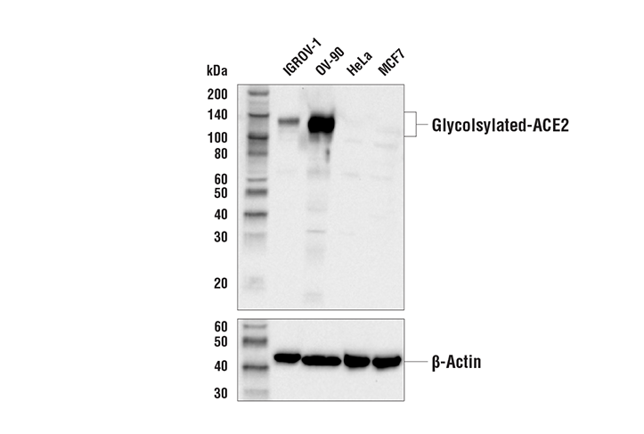 ACE2 Antibody