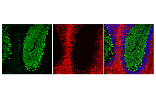 Anti-rat IgG (H+L)(Alexa Fluor 647 Conjugate)