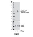 Phospho-Smad2 (Ser465/467)/Smad3 (Ser423/425) (D27F4) Rabbit mAb