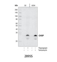 CHOP (L63F7) Mouse mAb