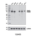 Stat3 (D3Z2G) Rabbit mAb
