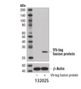 V5-Tag (D3H8Q) Rabbit mAb