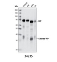 RIP (D94C12) XP Rabbit mAb