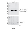 Phospho-MEK1/2 (Ser217/221) (41G9) Rabbit mAb