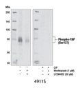 Phospho-YAP (Ser127) Antibody