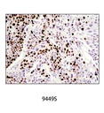Ki-67 (8D5) Mouse mAb