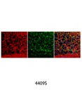 Anti-mouse IgG (H+L) F(ab')<sub>2</sub> Fragment (Alexa Fluor 555 Conjugate)