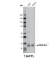 xCT/SLC7A11 (D2M7A) Rabbit mAb