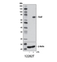 Cox2 (D5H5) XP Rabbit mAb
