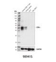MAP2 (D5G1) XP Rabbit mAb