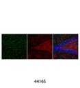 Anti-rat IgG (H+L) (Alexa Fluor 488 Conjugate)