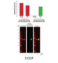 Anti-rabbit IgG (H+L) (DyLight 800 4X PEG Conjugate)