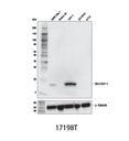 Iba1/AIF-1 (E4O4W) XP Rabbit mAb