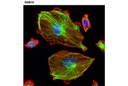 Vimentin (D21H3) XP Rabbit mAb (Alexa Fluor 488 Conjugate)