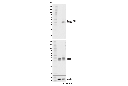 Phospho-STING (Ser366) (D7C3S) Rabbit mAb