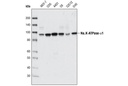 Na K-ATPase Antibody