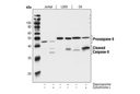 Caspase-9 (C9) Mouse mAb