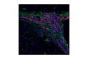 Doublecortin Antibody