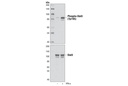 Phospho-Stat3 (Tyr705) (M9C6) Mouse mAb
