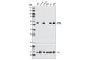 PTEN (D4.3) XP Rabbit mAb