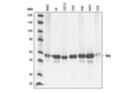 Src (36D10) Rabbit mAb